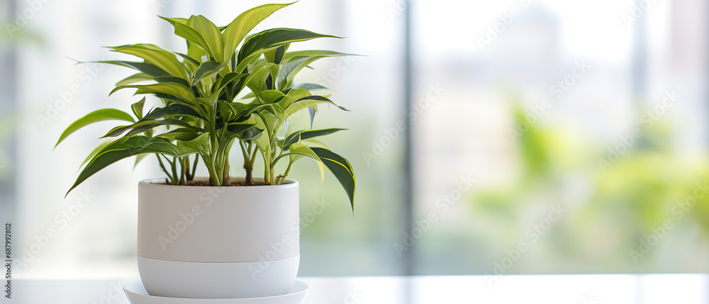 front view, potted house plant are on a table, daytime, bright, indoor, white Bokeh background - obrazy, fototapety, plakaty 