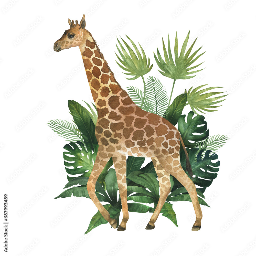 Fototapeta premium Watercolor illustration of giraffe in the bushes of tropical plants. Hand drawn, isolated. Suitable for decorating a children's room design