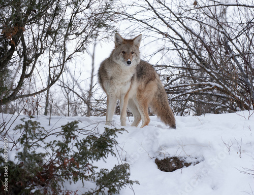 Coyote standing at top of hill in winter with snow