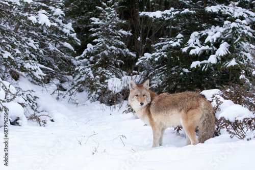 Canvas Print Coyote standing in seep snow with conifers in winter