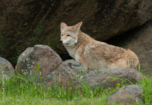 Photo Coyote in summer with rocks and green grass near Yosemite