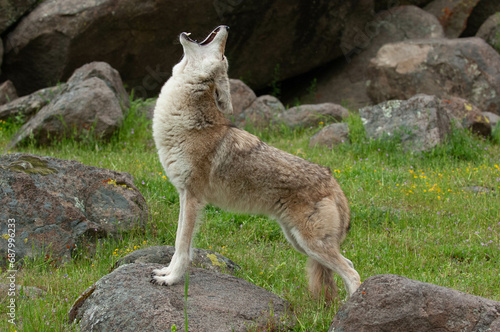 Coyote howling on rock with green grass