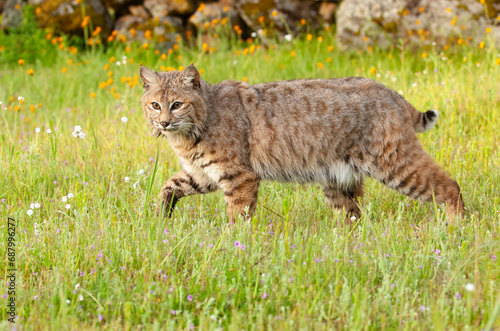 Bobcat in spring with green grass