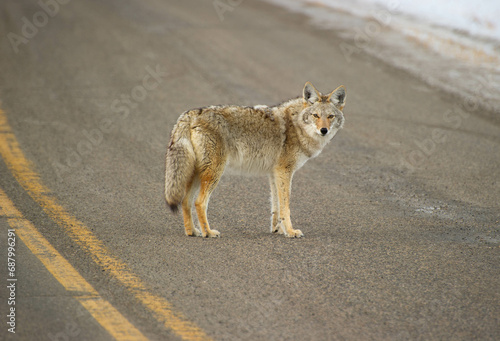 Coyote standing in the road on winter day in Yellowstone photo