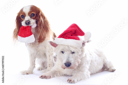 Chrtistmas Dogs. Cavalier King Charles Spaniel and West Highland Terrier Westie with Chriestmas Hat.