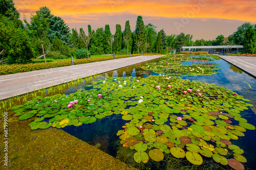 Enjoy the serene beauty of lotus blossoms. Immerse yourself in nature's masterpiece by a tranquil pond. Discover the delicate and exquisite beauty of lotus flowers. © Alexandr
