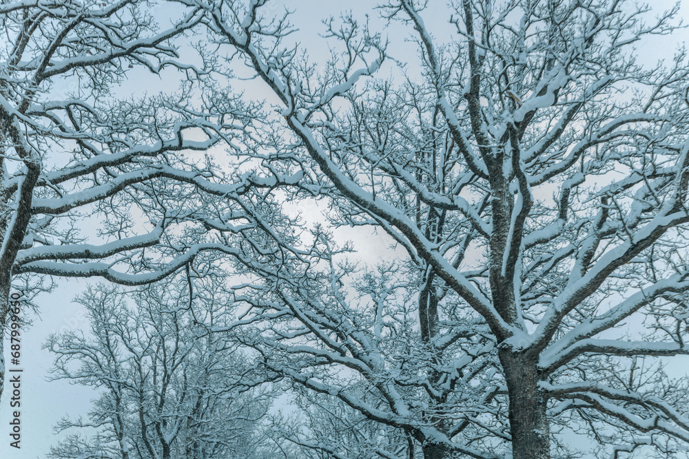 A Wintry Path Through a Chilly Forest with Snow Covered Trees. Winter road through snowy forest, tree lined and cold temperature. A Wintry Path Through a Chilly Forest with Snow Covered Trees. Winter road through snowy forest, tree lined and cold temperature.