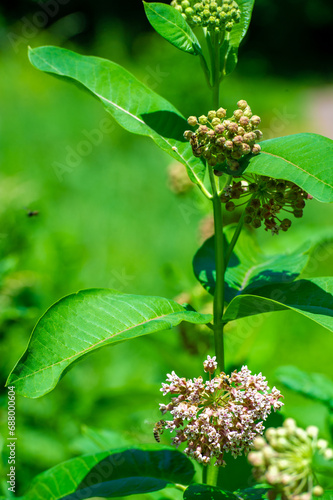 Asclepias syriaca, common spurge, butterfly flower, silkworm, Pure calm in one frame! Look at this elegant white flower adorning its green companion plant. Calm Bloom © Alexandr