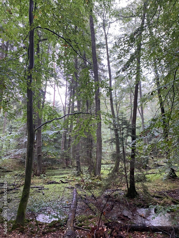 Obraz premium Forest landscape in rain with swamp in late summer in Germanyl