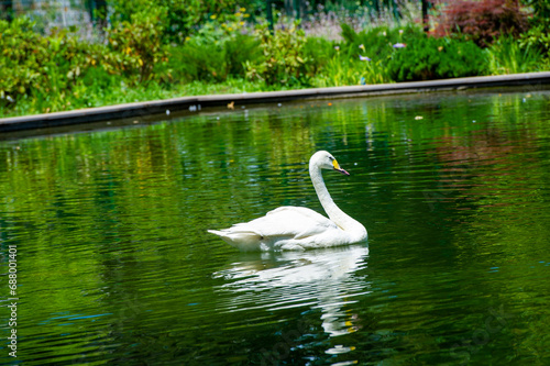 Swans in a Park Pond, Lovebird Serenades Capture the pure essence of romance as two graceful swans waltz across the calm waters of a park pond. Their elegant presence reflects eternal love,