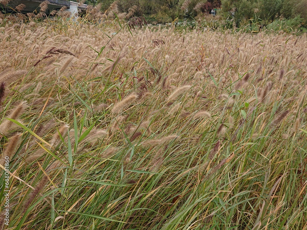 Fototapeta premium 갈대밭