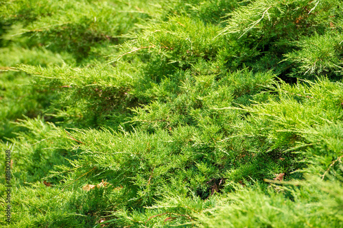 juniperus pfitzeriana. A breathtaking view of nature s resilience and tranquility  a majestic juniper tree stands tall in a serene landscape. Nature AtIts Finest