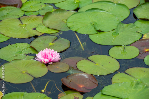 Find solace among the delicate petals Immerse yourself in the enchanting world of water lilies swaying in the gentle breeze, creating a serene oasis of calm and tranquility. Natural Sanctuary