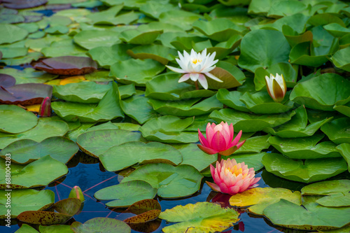 Immerse yourself in serenity These enchanting water lilies, with their delicate petals floating delicately in the calm water, create a tranquil haven, perfect for a relaxing break from the hustle