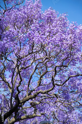 Beautiful violet vibrant jacaranda in bloom. Tenderness. Jacaranda trees in South Australia. Purple bloom for spring or summer background. Romantic style.