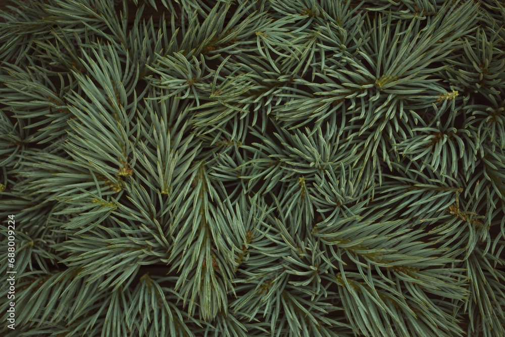 monochrome green background of spruce branches. Mockup for New Year's Christmas card.