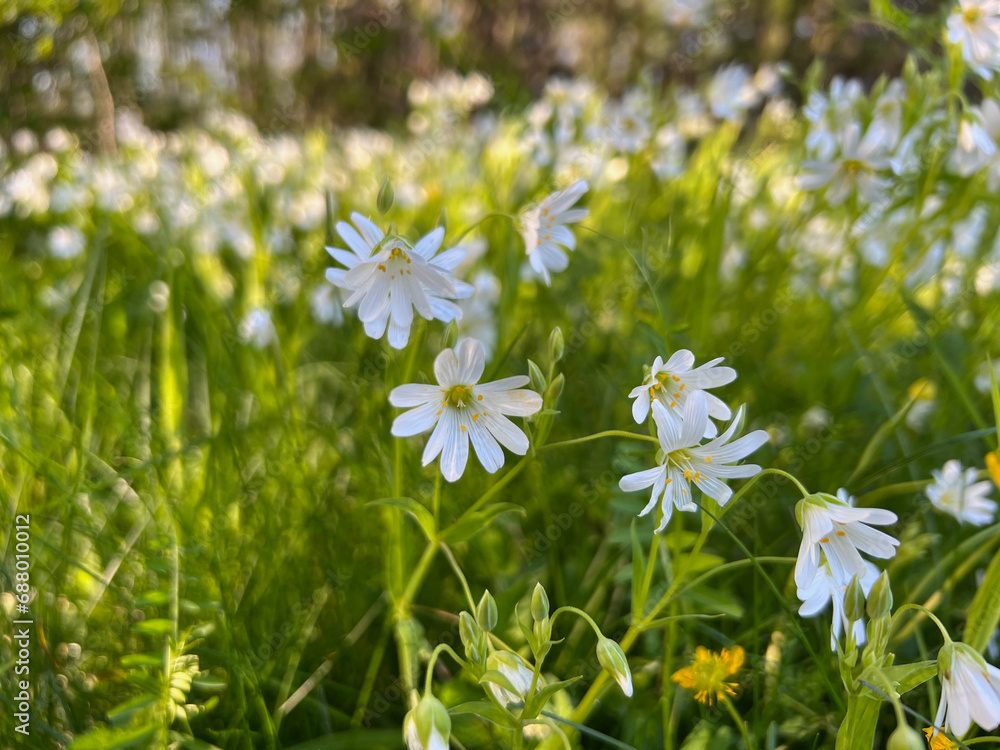 Frühling in Thüringen – Blumenwiese Frühling in Thüringen – Blumenwiese