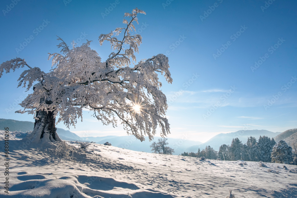 Scenic winter landscape with a lonely tree silhouette against the sun with branches covered with fresh snow. Jura mountains in Switzerland by sunny winter day.