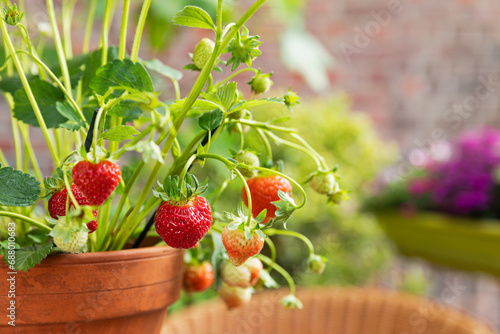 Strawberries cultivated in terracotta pot photo