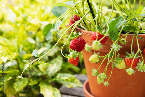 Strawberries cultivated in terracotta pot