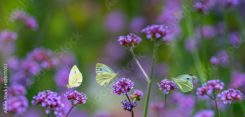 butterflies on flowers close up in the garden