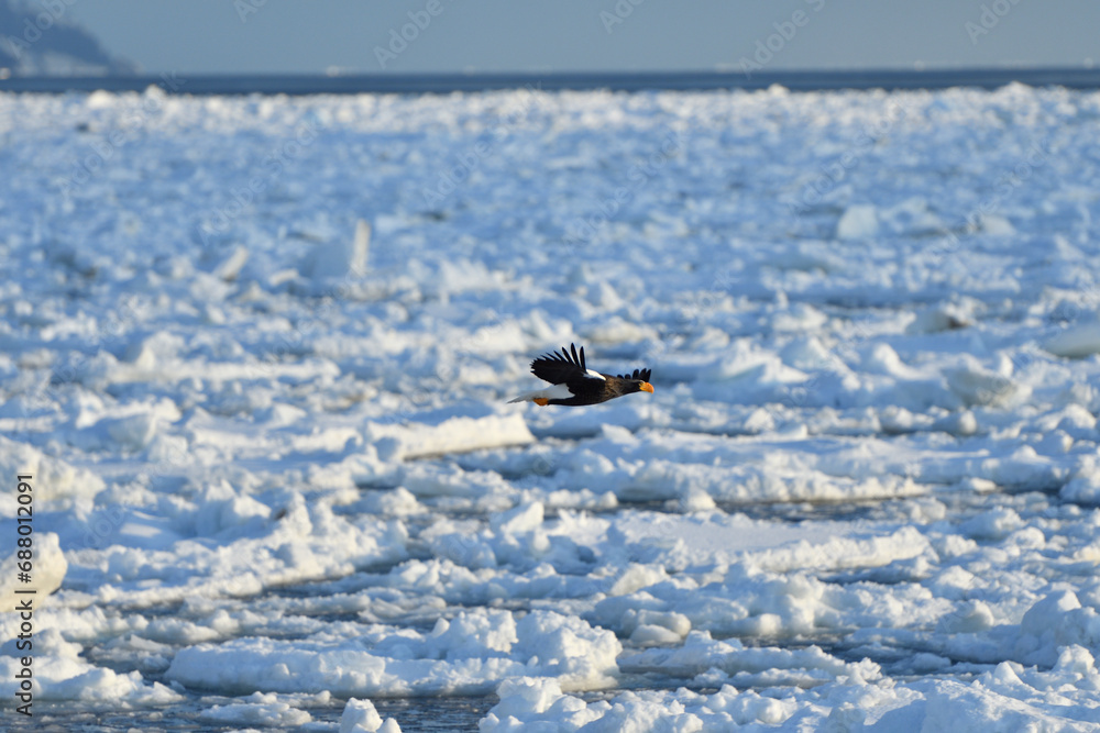 Fototapeta premium Bird watching with floating ices in winter
