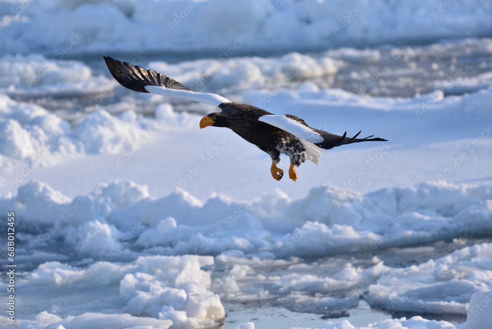 Bird watching with floating ices in winter Bird watching with floating ices in winter