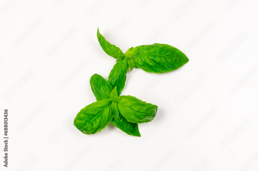fresh basil leaves fresh basil leaves