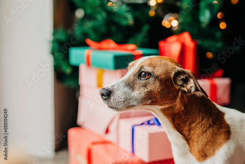 Jack Russell Terrier dog near gift boxes on Christmas at home photo