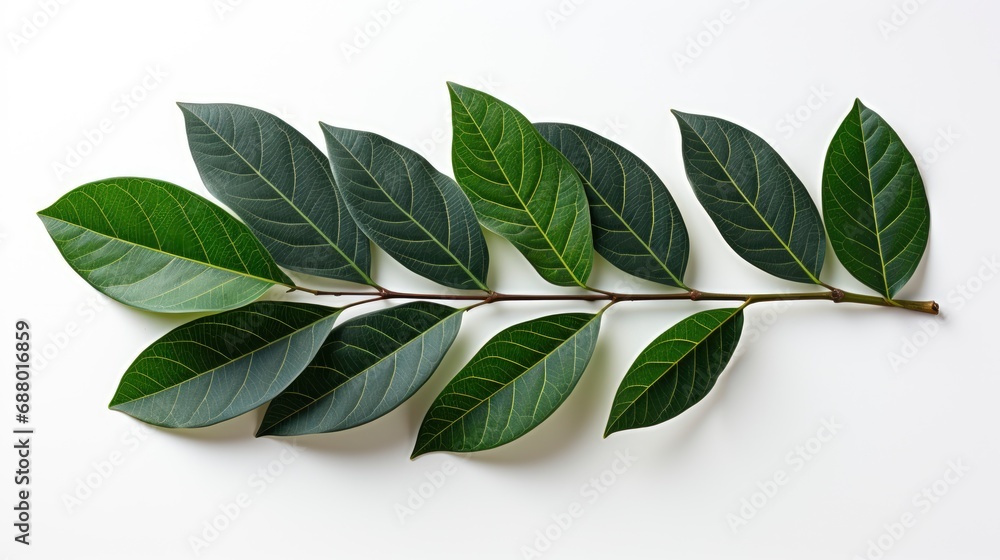Beautiful Tropical Leaf Isolated On White, HD, Background Wallpaper, Desktop Wallpaper Beautiful Tropical Leaf Isolated On White, HD, Background Wallpaper, Desktop Wallpaper