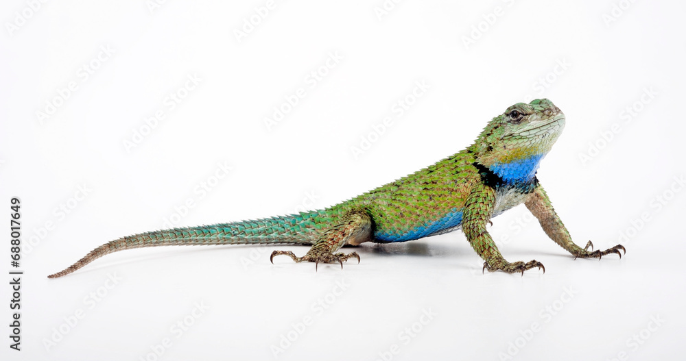 Fototapeta premium Emerald Swift // Malachit-Stachelleguan (Sceloporus malachiticus)