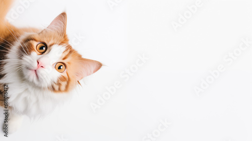 orange and white cat with big eyes poking its head up from the bottom of the image, plain light white background with lots of empty text space