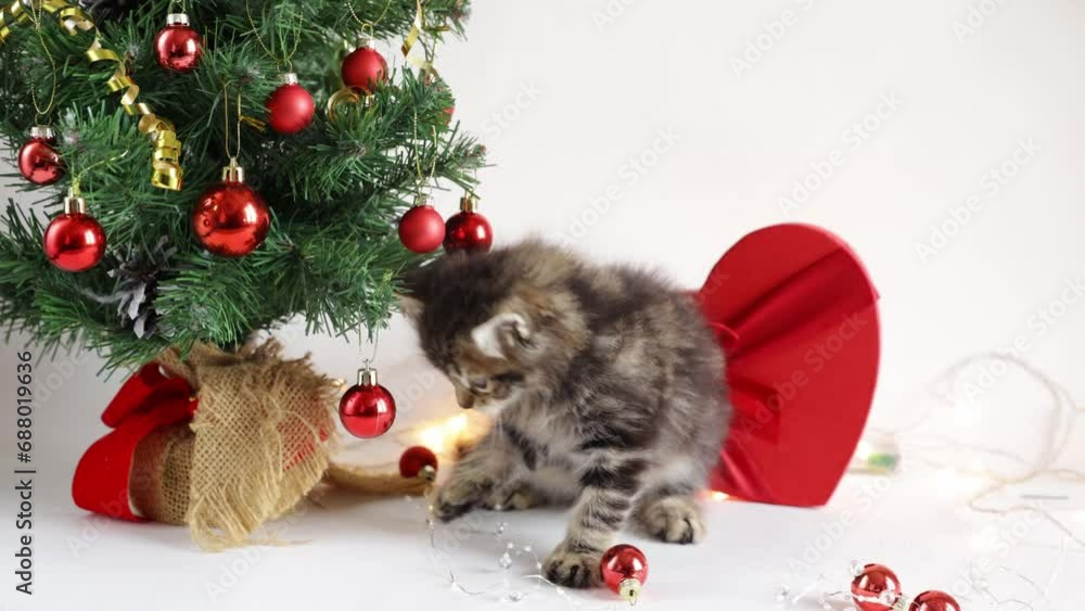 Cute little fluffy striped kitten is sitting near the Christmas tree, playing with Christmas balls,Christmas Cute little fluffy striped kitten is sitting near the Christmas tree, playing with Christmas balls,Christmas