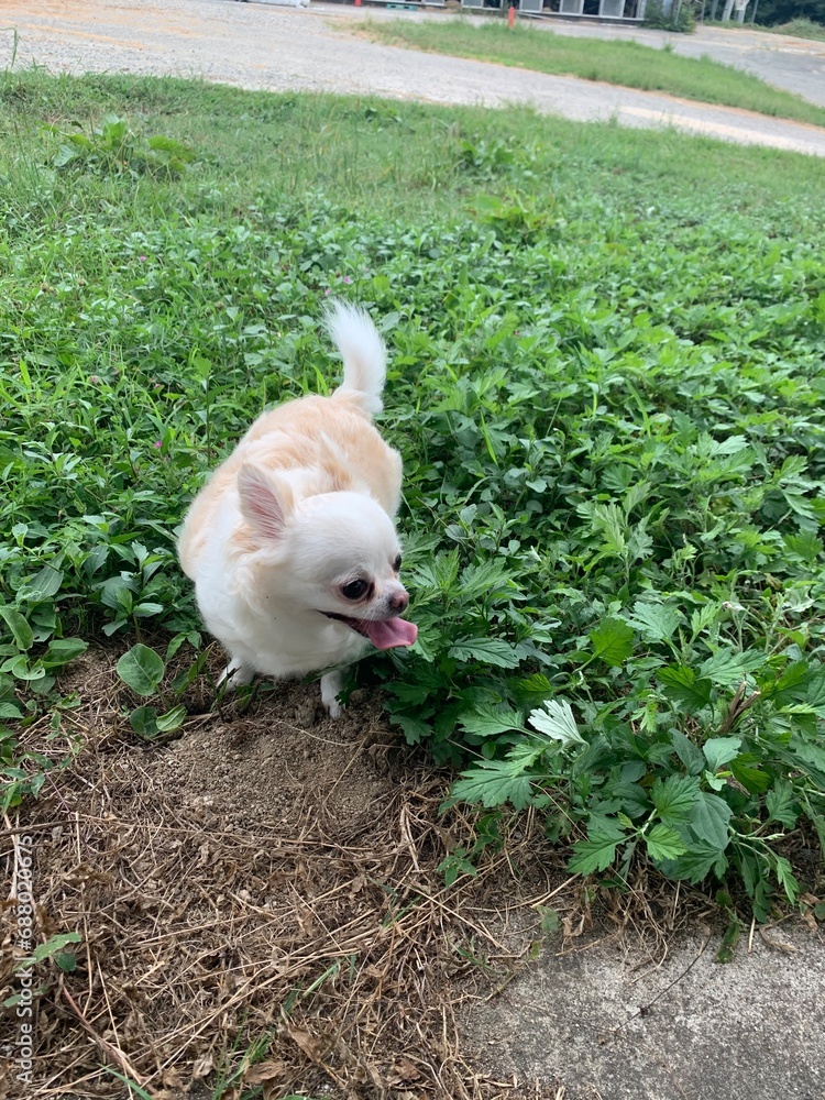 犬 犬