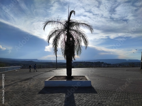 Paisagem de uma linda palmeira na regiao do cariri, precisamente na cidade de barbalha no ceara. data 12.04.2023 photo