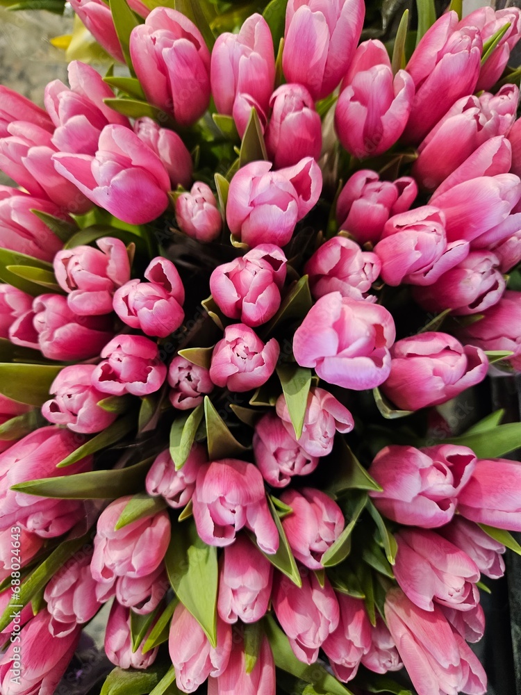 Obraz premium Looking down from directly above at a closeup of a bouquet of pink tulips.