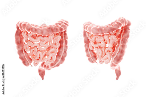 Foto Human intestine isolated on white background, anatomy