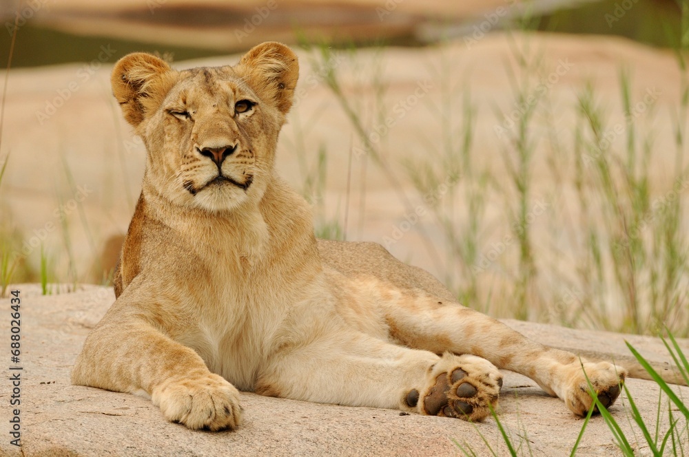 A young lioness winking on a rock in a dry riverbed A young lioness winking on a rock in a dry riverbed