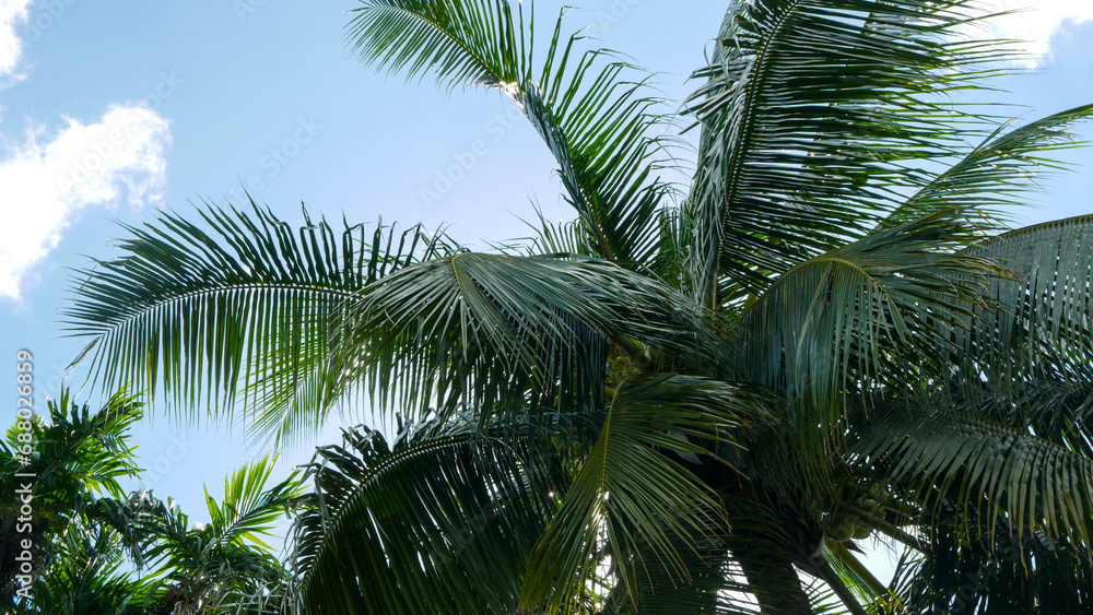Tall coconut trees with trunks reaching to the sky shaded by shady, green coconut tree leaves against a blue cloudy sky Tall coconut trees with trunks reaching to the sky shaded by shady, green coconut tree leaves against a blue cloudy sky