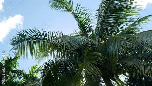 Tall coconut trees with trunks reaching to the sky shaded by shady, green coconut tree leaves against a blue cloudy sky