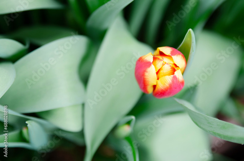 Yellow and red tulip in the garden. Tulip of the variety Triumph Denmark. Variety tulips for flower showrooms. Breeding of tulips for wholesale buyers for St. Valentine's Day and March 8.
