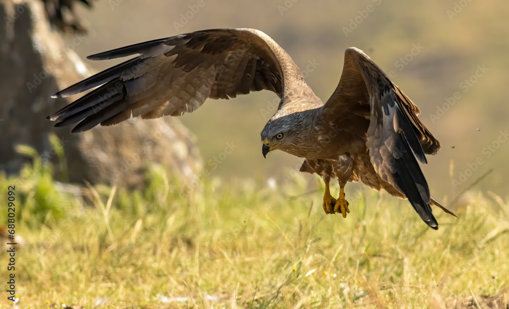 Fototapeta premium Black Kite in natural habitat