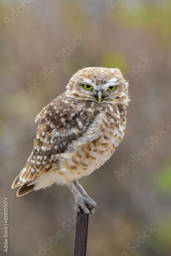 Burrowing Owl perched, La Pampa Province, Patagonia, Argentina.