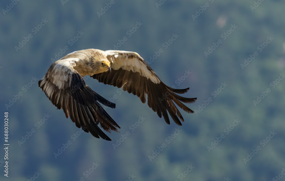 Egyptian vulture in natural habitat in Bulgaria Egyptian vulture in natural habitat in Bulgaria