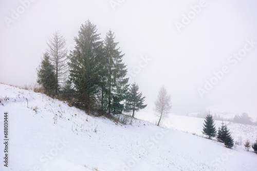 nature winter scenery on a foggy day. landscape with trees on a snow covered hills in fog