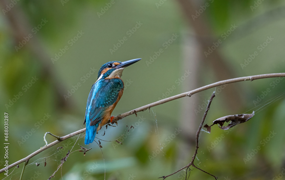 Common Kingfisher Common Kingfisher