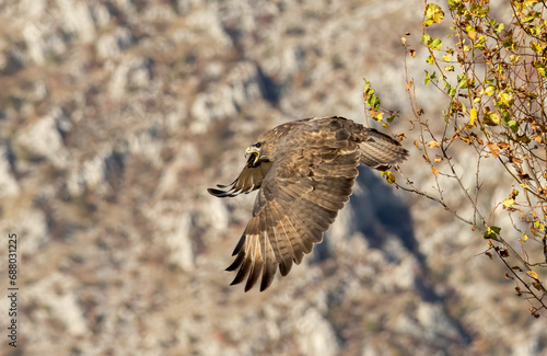 Common Buzzard in autumn mountain