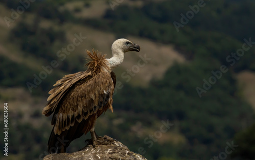 Griffon Vulture  Gyps fulvus  on feeding station