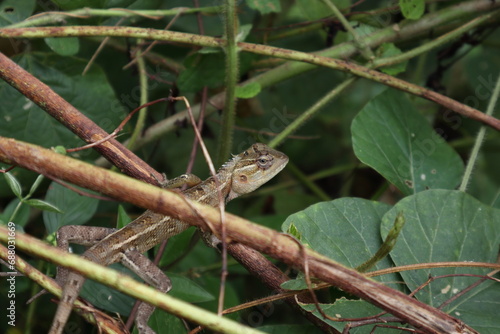 High angle view of an oriental garden lizard staring while sitting on the wild stem