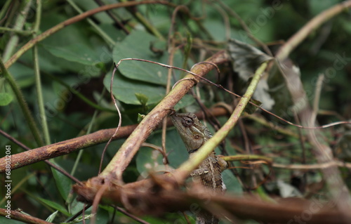 An Oriental garden lizard is perfectly camouflaged among the brownish wild stems